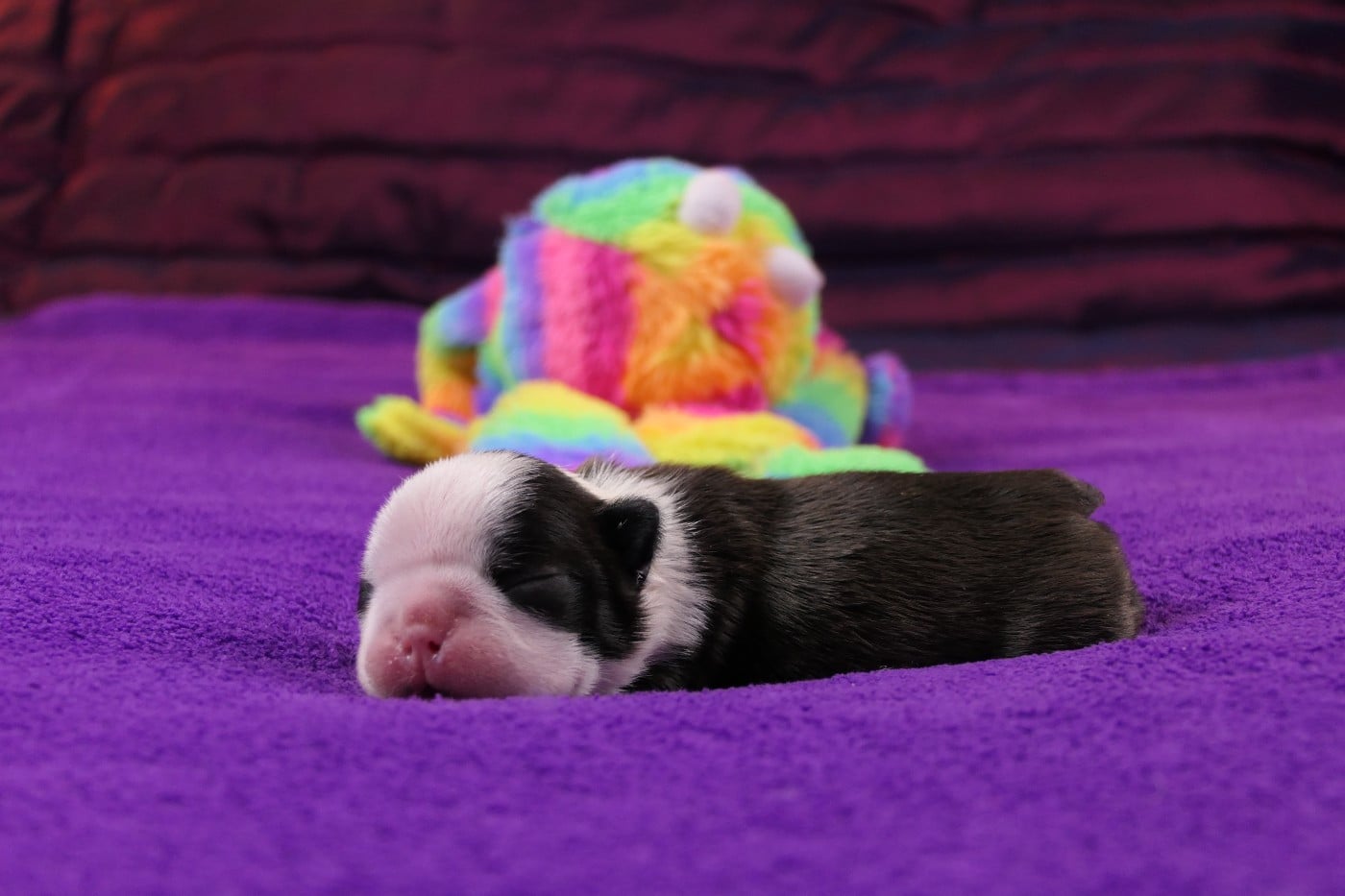 CHIOT 2