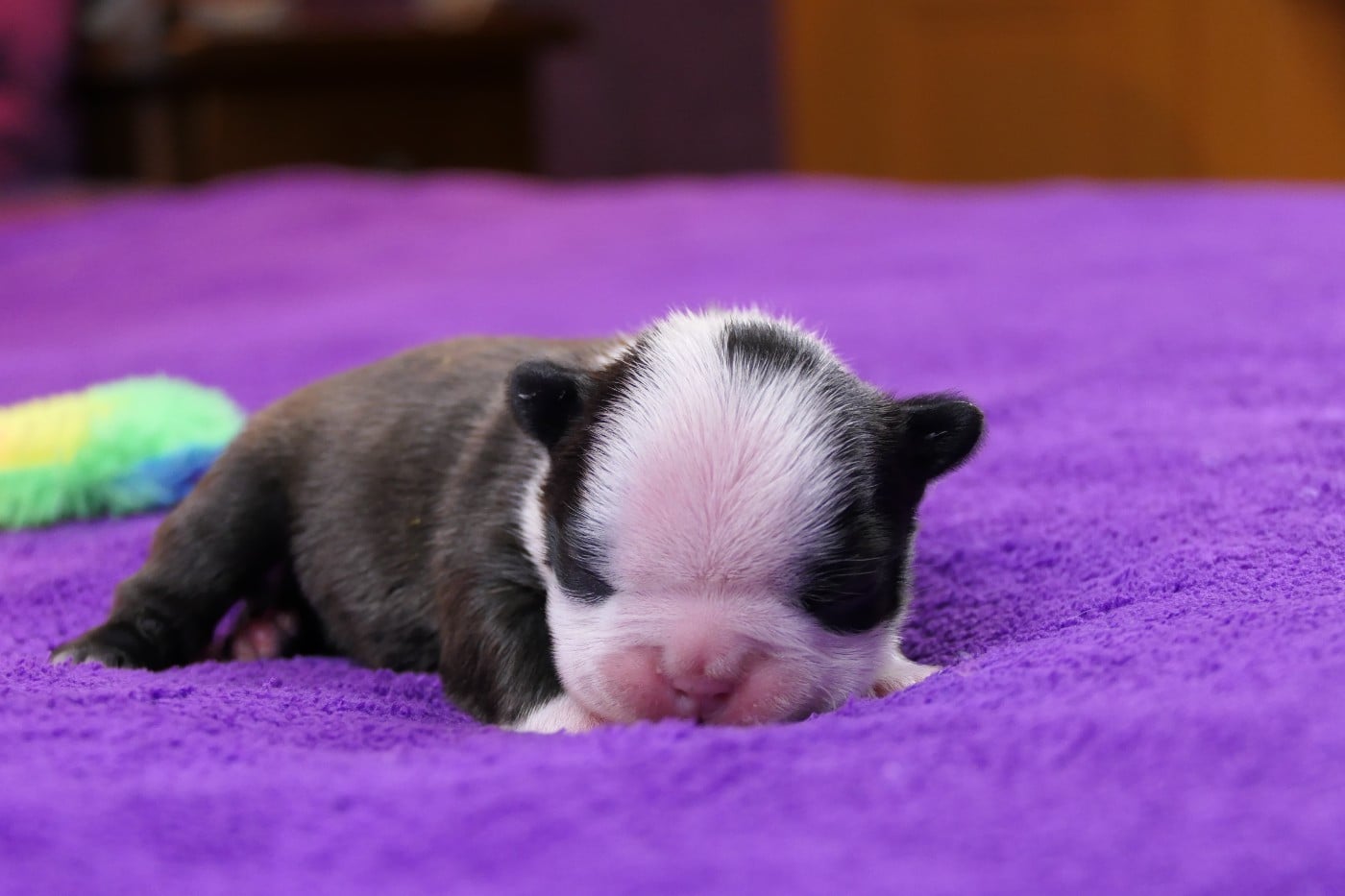 CHIOT 2