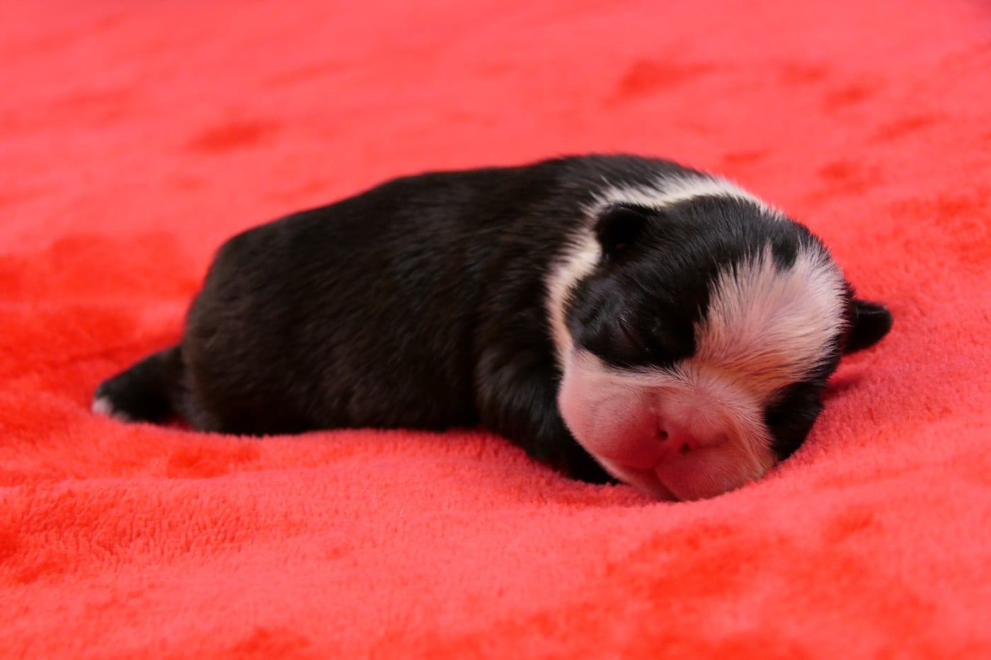 CHIOT 3