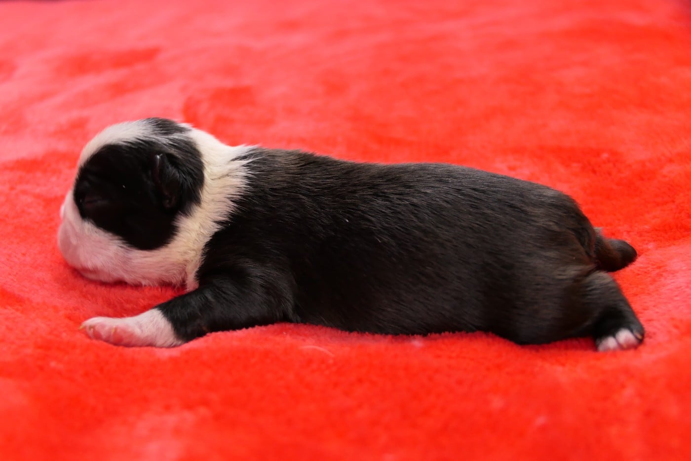 CHIOT 3