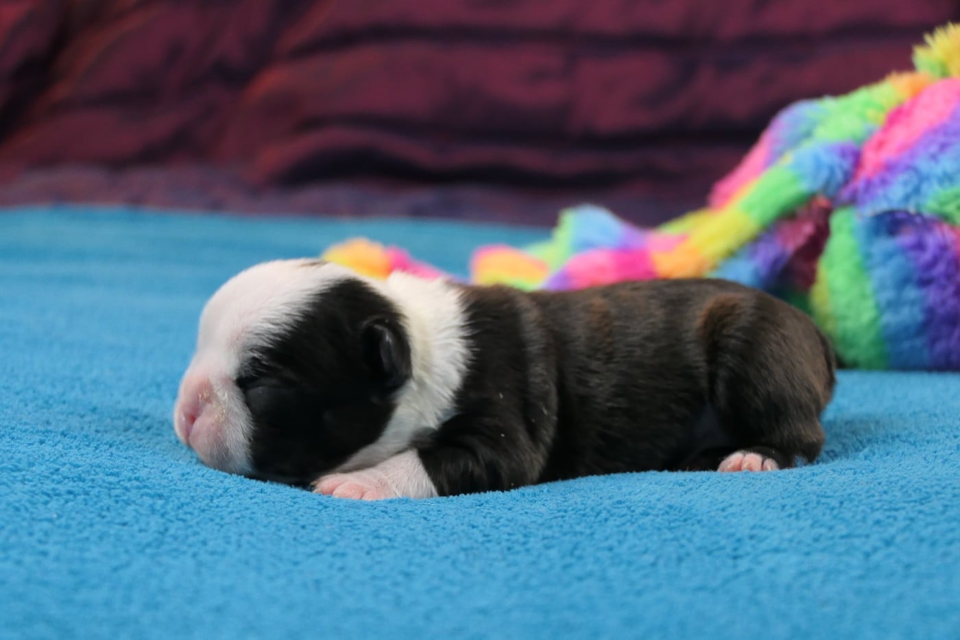 CHIOT 5