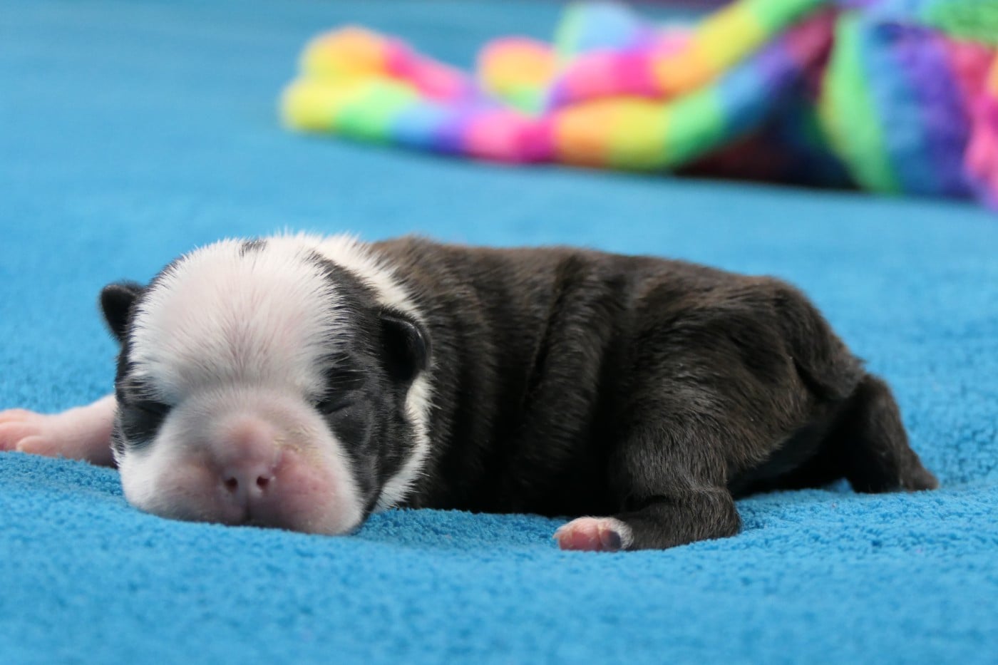 CHIOT 5