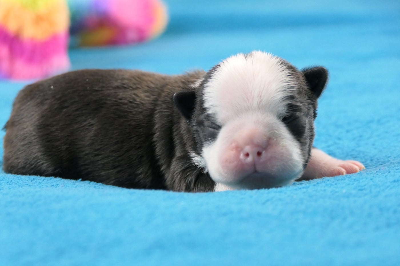 CHIOT 5
