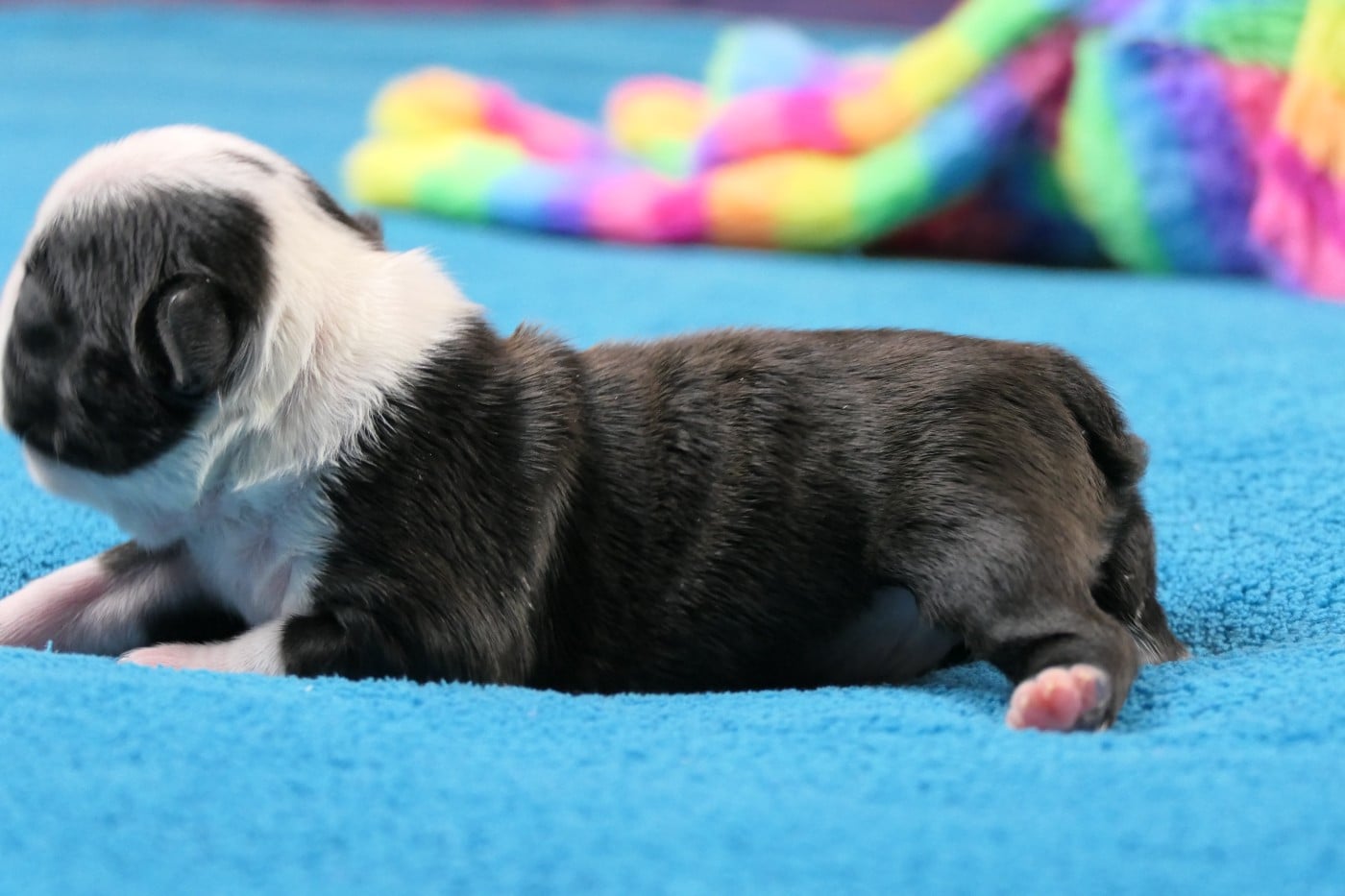 CHIOT 5