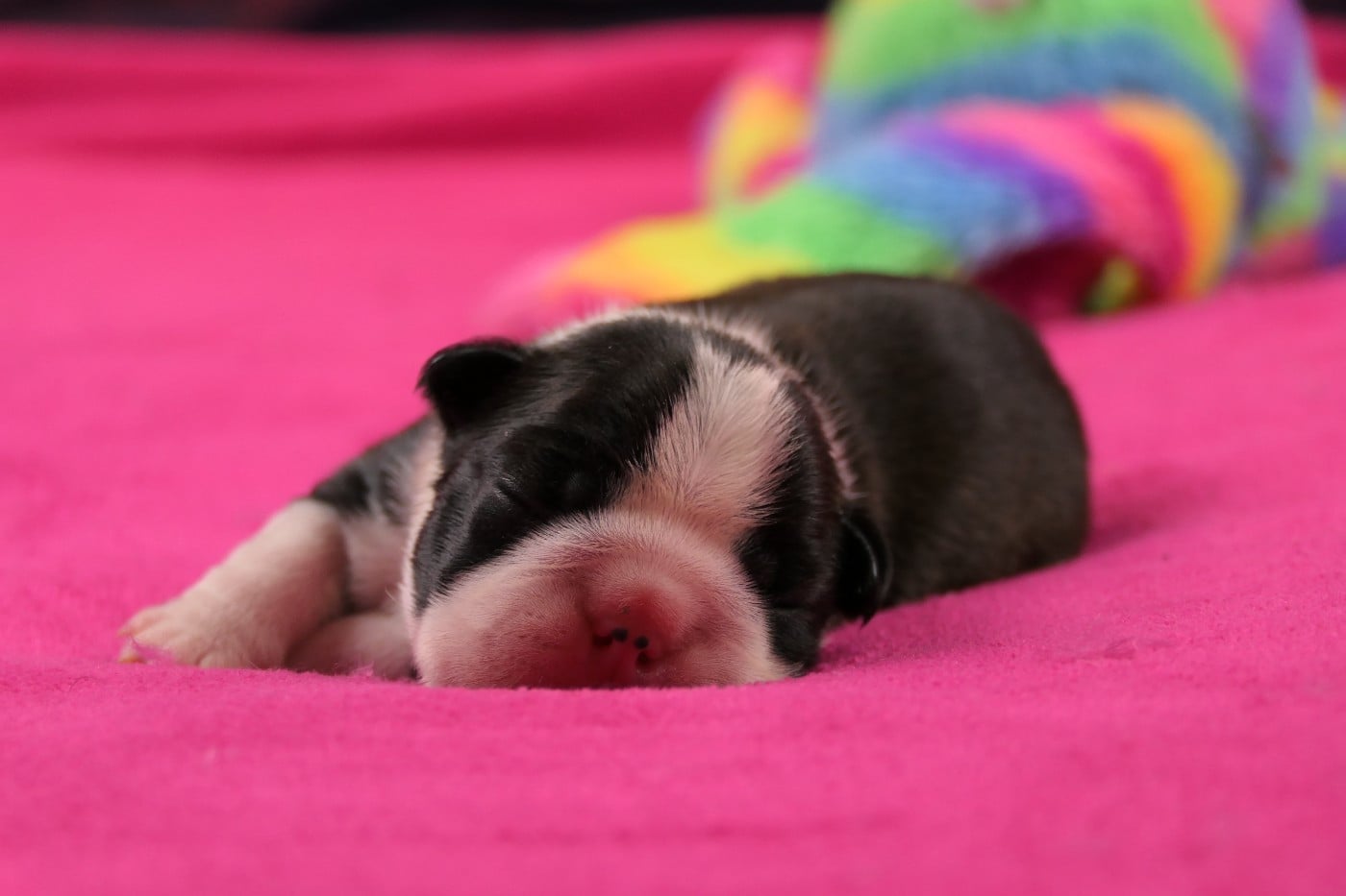 BELLA SWEETIES DOGGIES