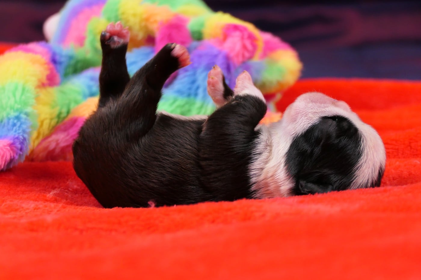 CHIOT 4