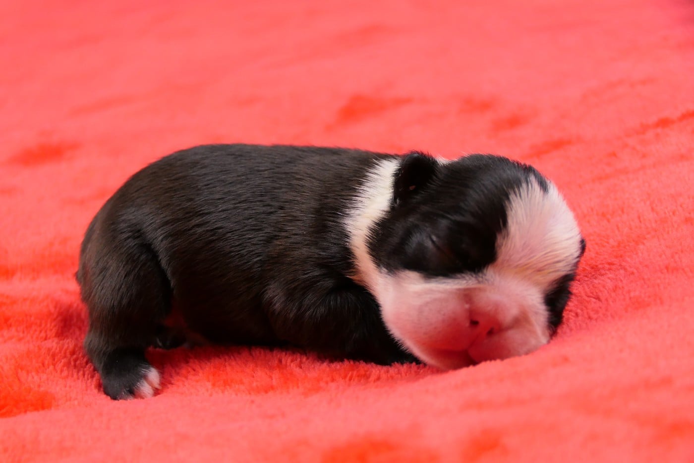 CHIOT 4