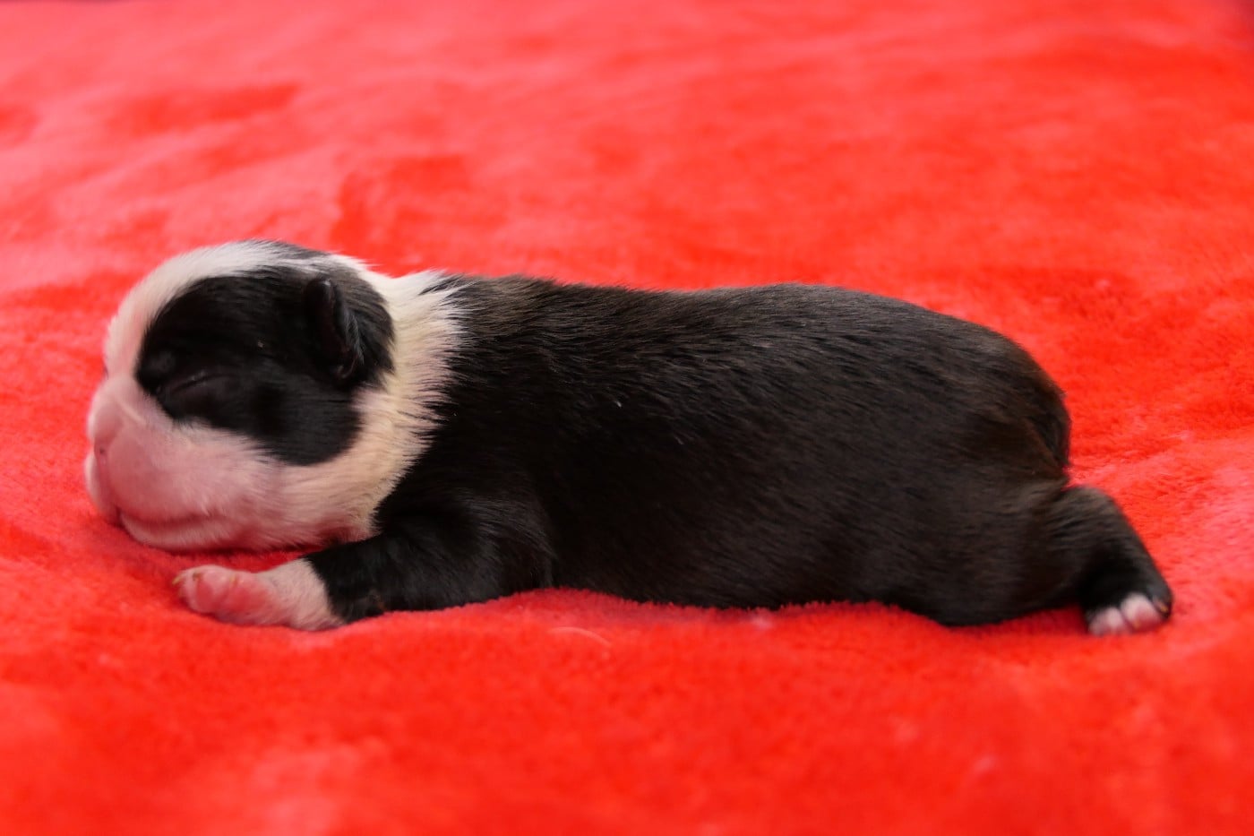 CHIOT 4