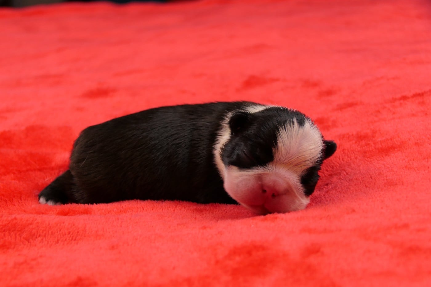 CHIOT 4