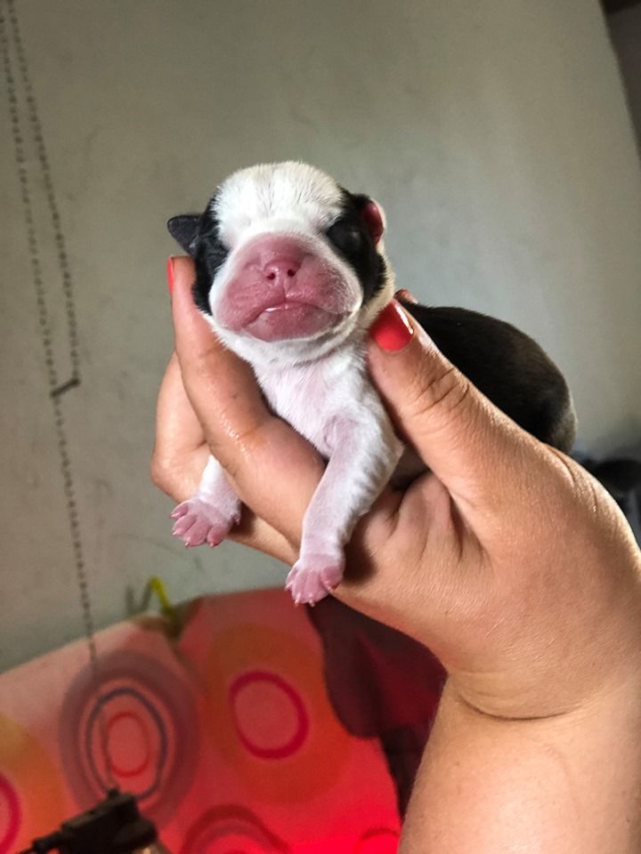 CHIOT - Boston Terrier