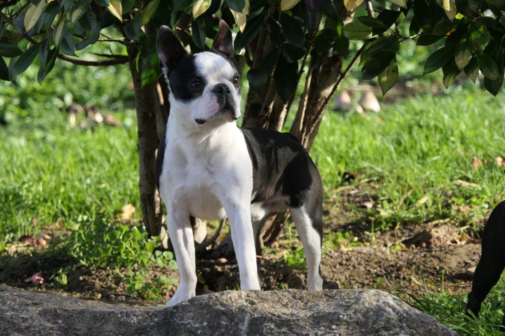 Boston Terrier - Sweeties Doggies