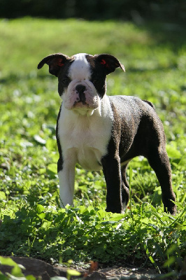 Les chiots de Boston Terrier