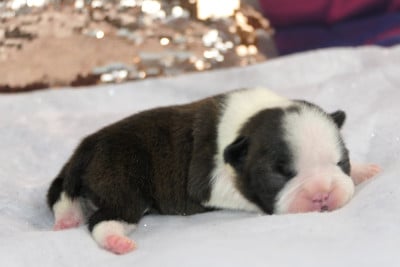 Les chiots de Boston Terrier