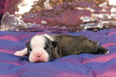 Les chiots de Boston Terrier