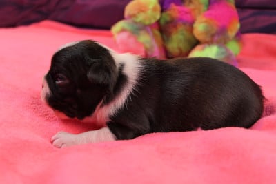 Les chiots de Boston Terrier