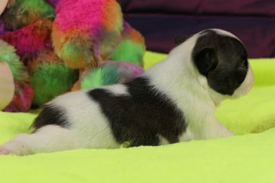 Les chiots de Boston Terrier