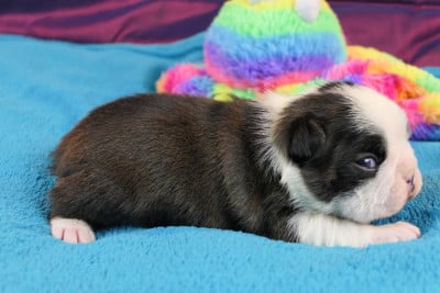 Les chiots de Boston Terrier