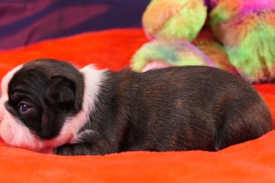 Les chiots de Boston Terrier