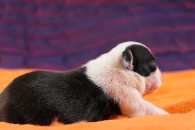 Les chiots de Boston Terrier