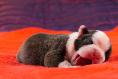 Les chiots de Boston Terrier