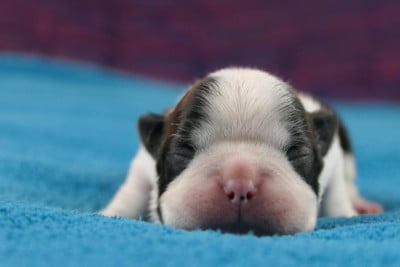 Les chiots de Boston Terrier