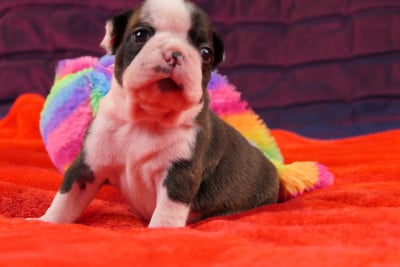 Les chiots de Boston Terrier