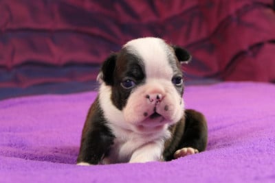 Les chiots de Boston Terrier