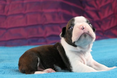 Les chiots de Boston Terrier