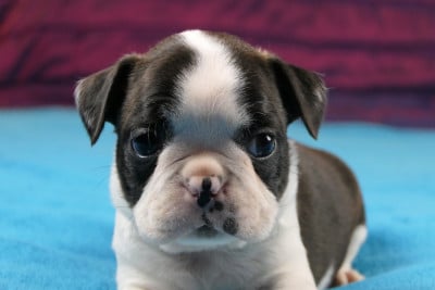Les chiots de Boston Terrier