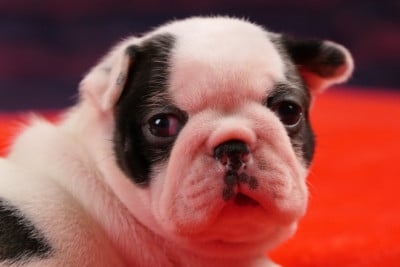 Les chiots de Boston Terrier