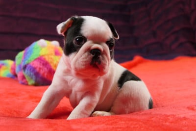 Les chiots de Boston Terrier