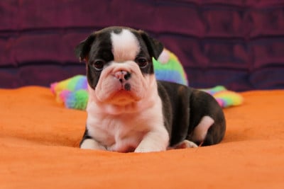 Les chiots de Boston Terrier