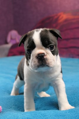 Les chiots de Boston Terrier