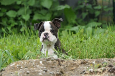 Les chiots de Boston Terrier