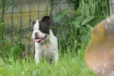 Les chiots de Boston Terrier