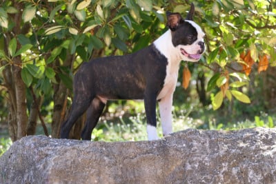 Les chiots de Boston Terrier