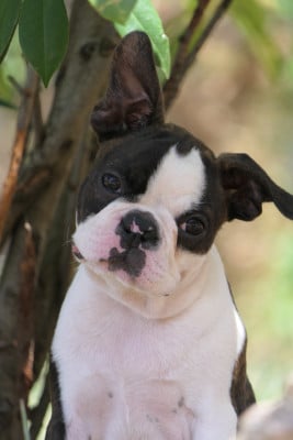 Les chiots de Boston Terrier