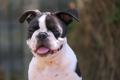 Les chiots de Boston Terrier