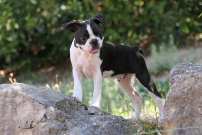 Les chiots de Boston Terrier