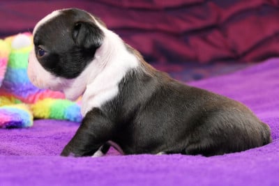 Les chiots de Boston Terrier