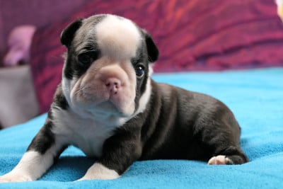 Les chiots de Boston Terrier