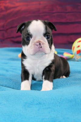 Les chiots de Boston Terrier