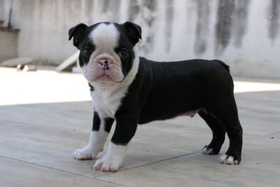 Les chiots de Boston Terrier