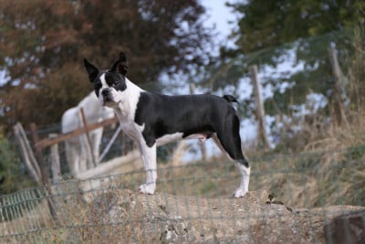 Les chiots de Boston Terrier