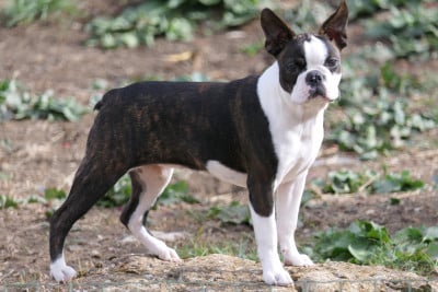 Les chiots de Boston Terrier
