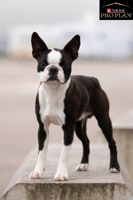 Les chiots de Boston Terrier
