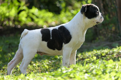 Les chiots de Boston Terrier