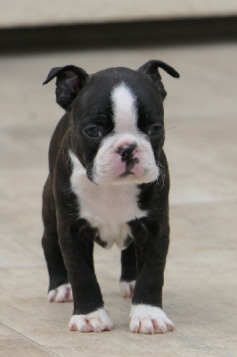 Les chiots de Boston Terrier