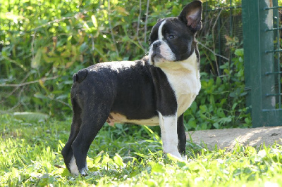 Les chiots de Boston Terrier