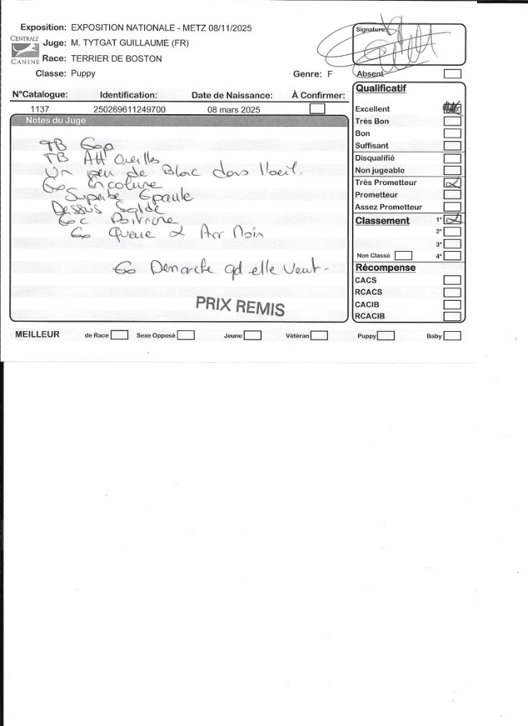 Agate Sweeties Doggies - 1° très prometteur classe puppy